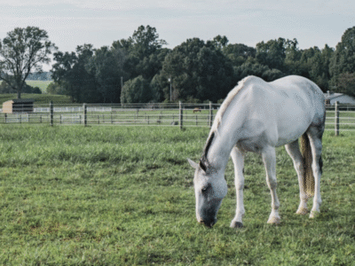 Kingfisher Park Equestrian